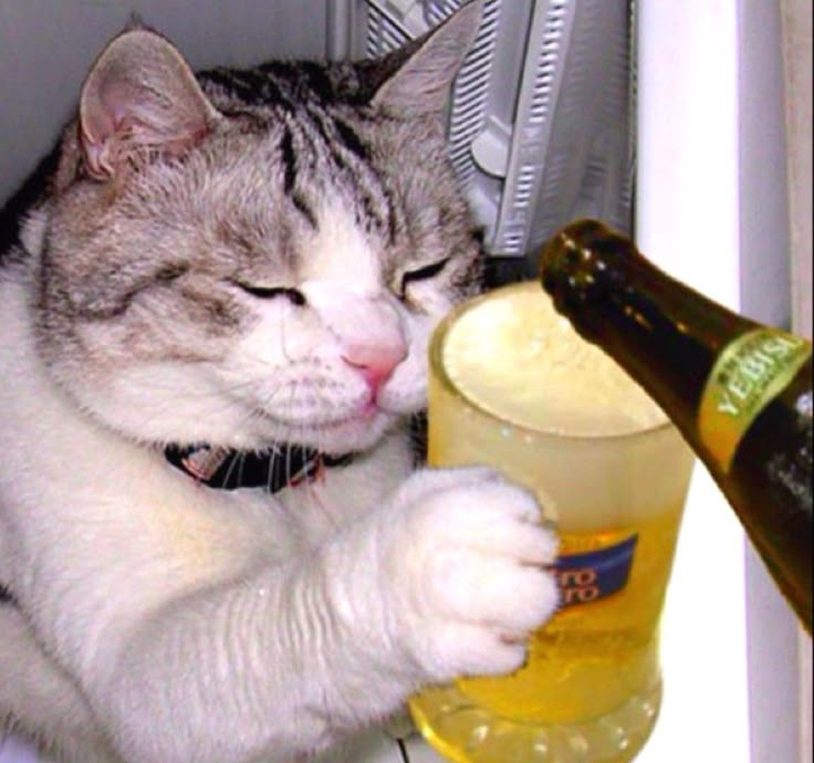 cat drink